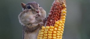Foto animali divertenti