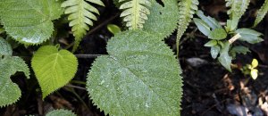 Dendrocnide moroides