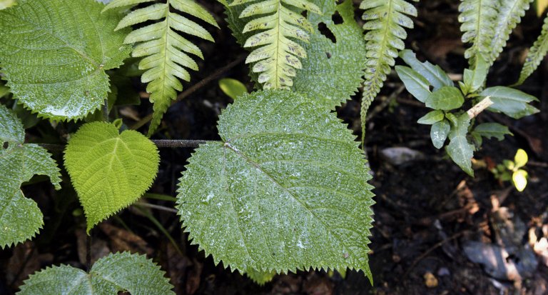Dendrocnide moroides