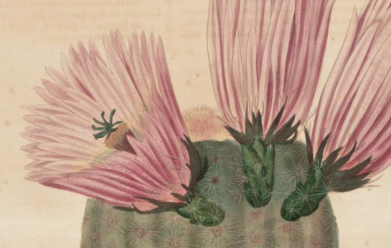 Cactus alta risoluzione charles lemaire