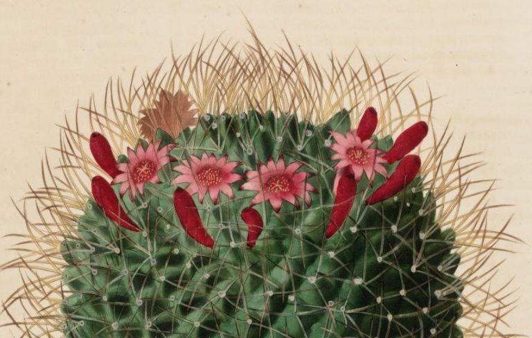 Cactus alta risoluzione charles lemaire