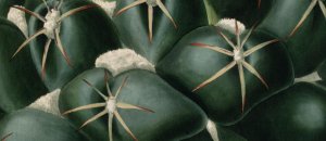 Cactus alta risoluzione charles lemaire