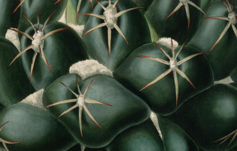 Cactus alta risoluzione charles lemaire