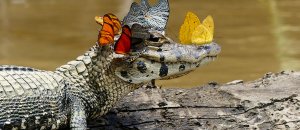 Caiman