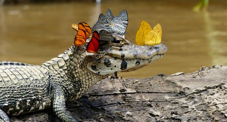 Caiman
