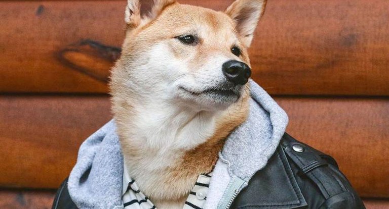 Questo cane fotomodello indossa i vestiti meglio di te