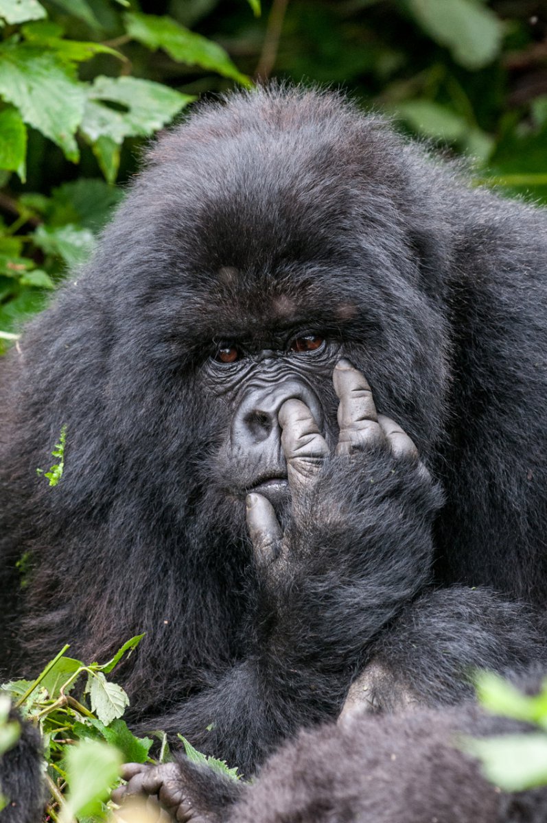 http://www.comedywildlifephoto.com/