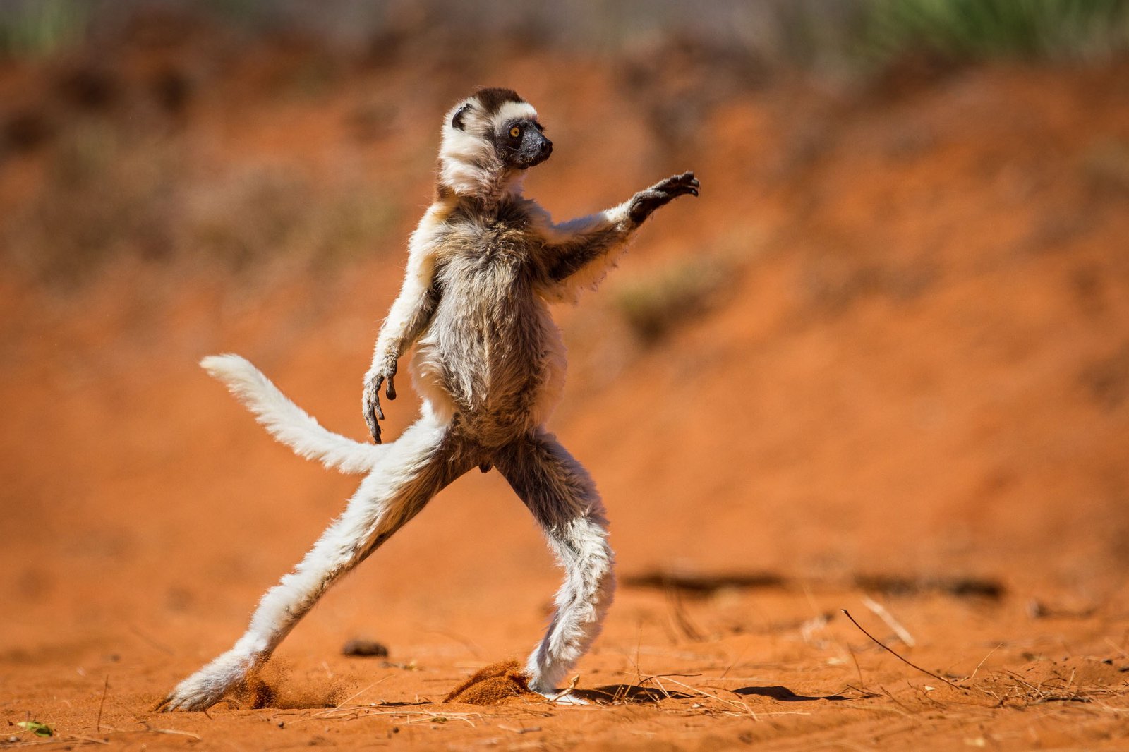 http://www.comedywildlifephoto.com/