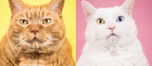 Fat cats