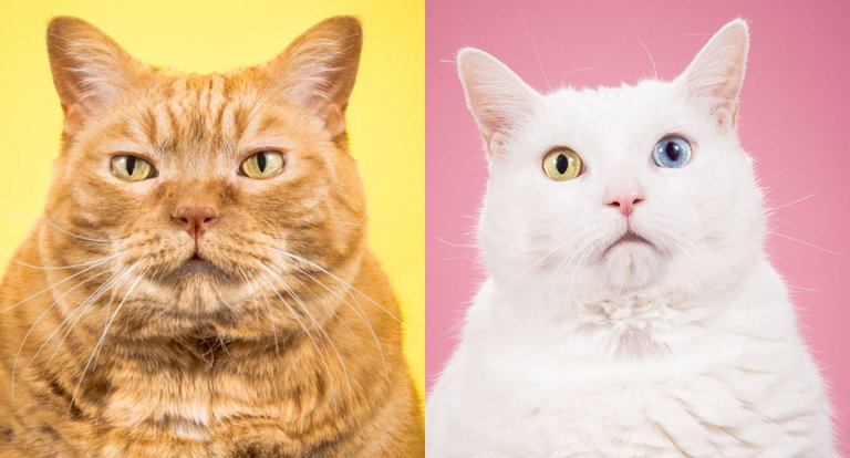 Fat cats