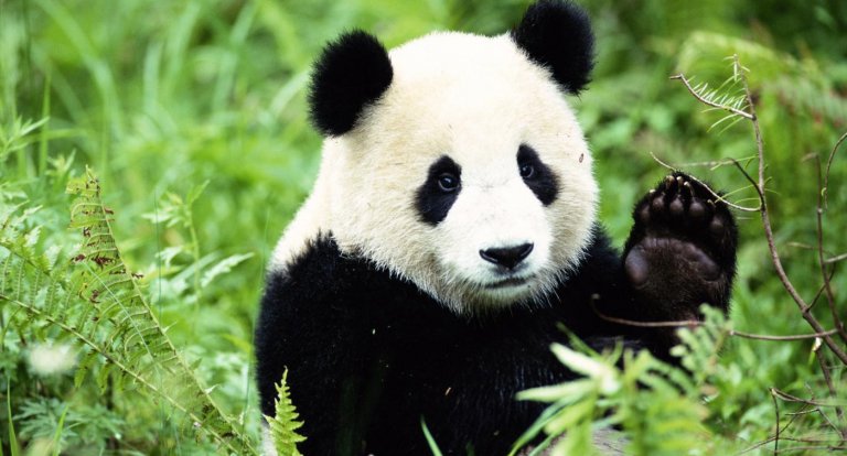 Il panda non è più un animale in via di estinzione