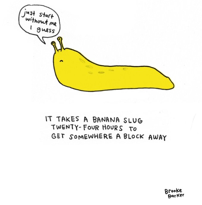 It takes a banana slug twenty-four hours to get somewhere a block away