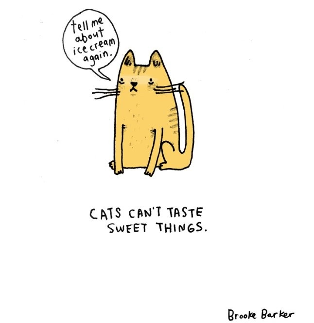 cats cant taste sweet things