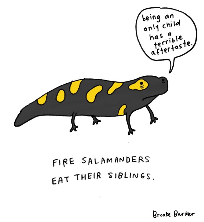 fire salamanders eat their siblings