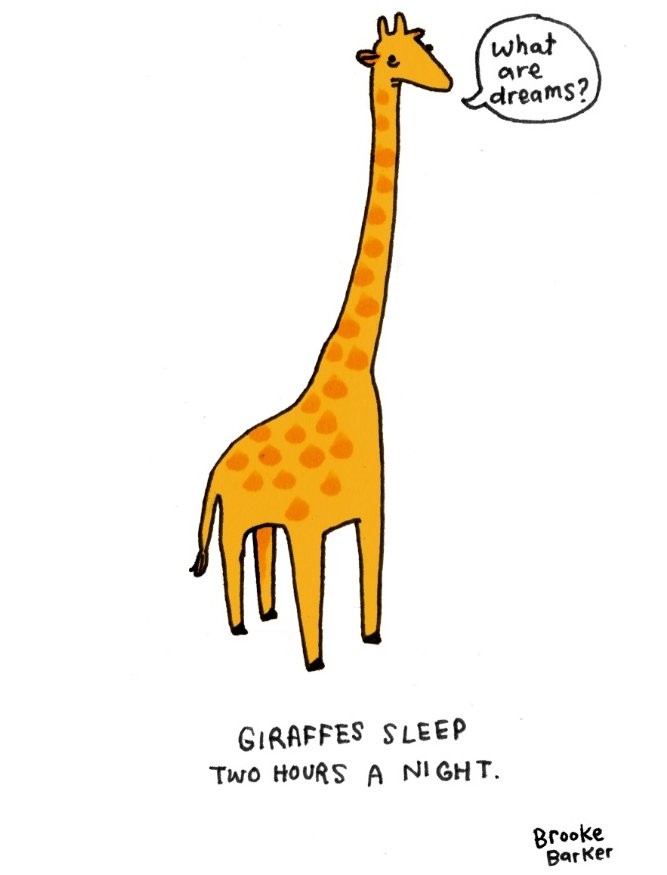 giraffes sleep two hours a night