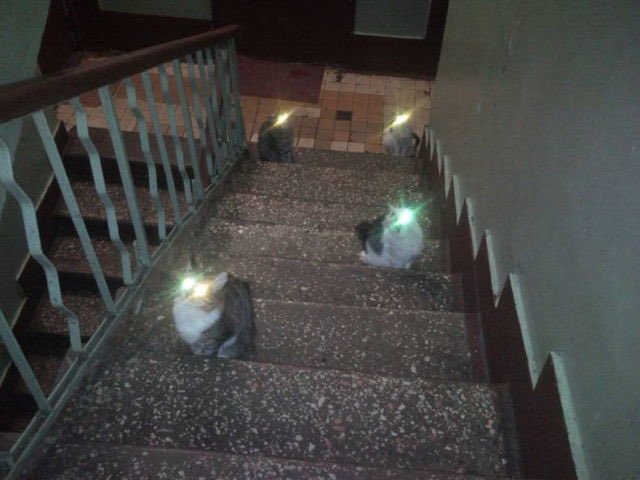 I gatti dai cui occhi esce il raggio della morte