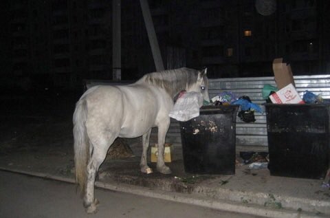 Cavallo goloso!