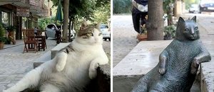 Gatto istanbul