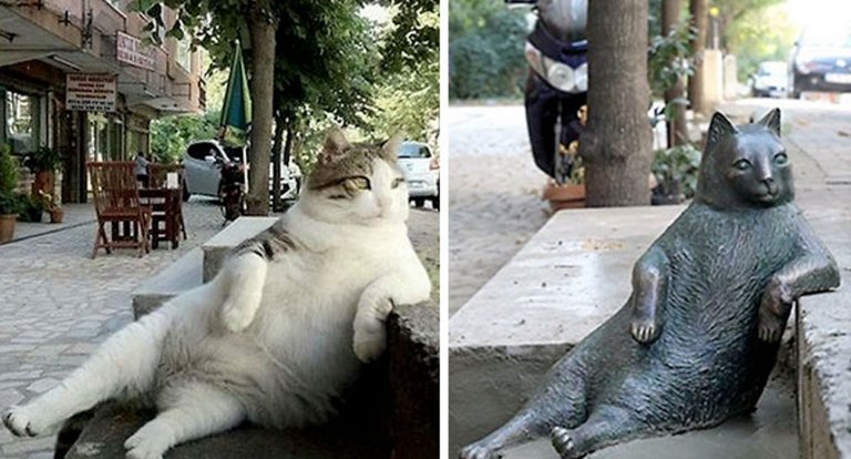 Gatto istanbul