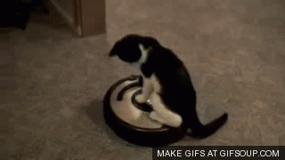 La spesa si è fatta sentire, ma almeno ora hai più tempo libero per fare ciò che vuoi. Nella fattispecie, guardare i gatti che vanno in giro sul Roomba.
