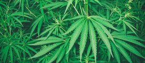 marijuana legale california