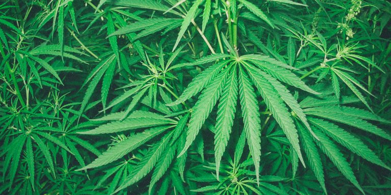 marijuana legale california
