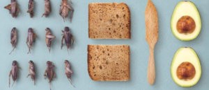 insetto nel piatto libro ricette insetti