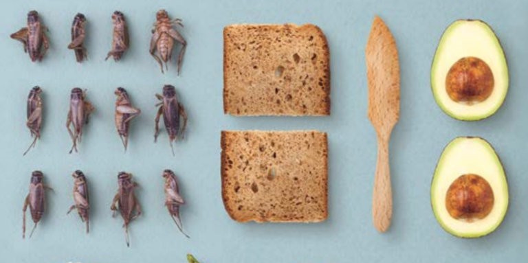 insetto nel piatto libro ricette insetti
