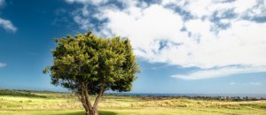Treedom