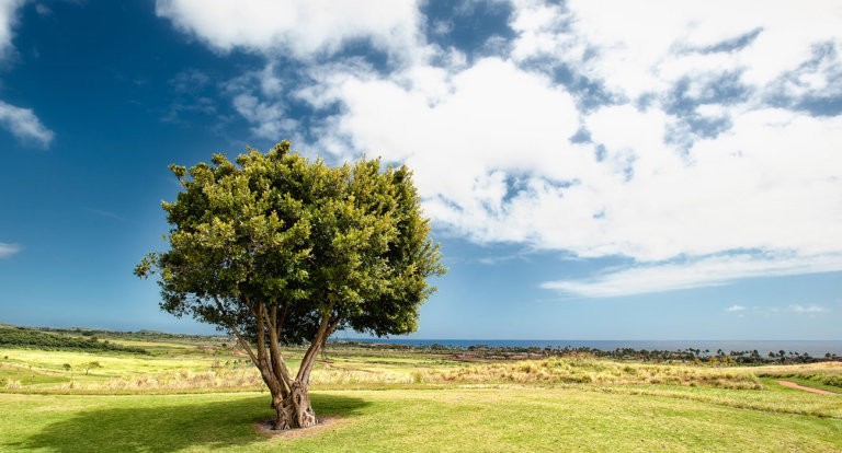 Treedom
