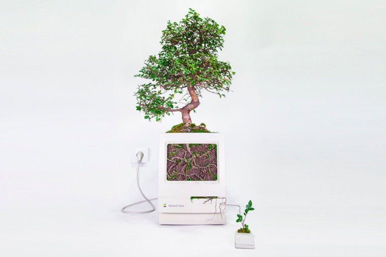 Macintosh Classic / 1990 • Ulmus parvifolia
