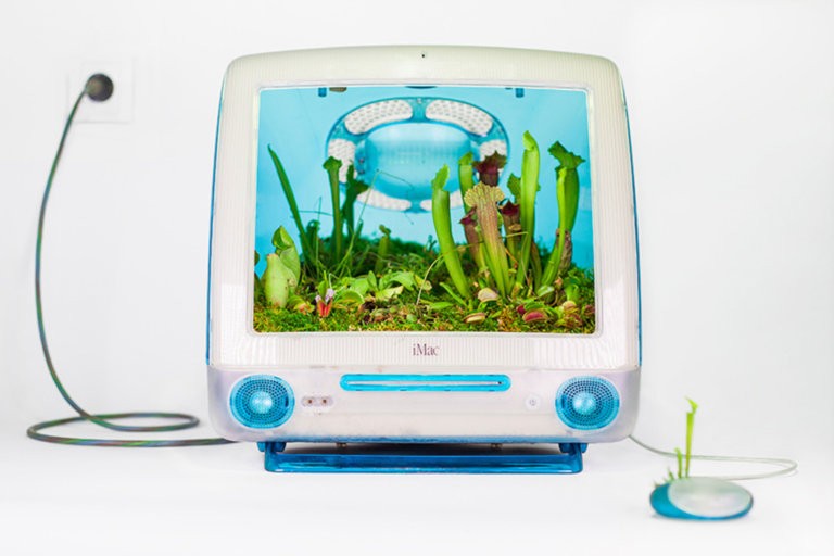 Imac G3 / 1998 • Dionaea / Drosera / Pinguicula