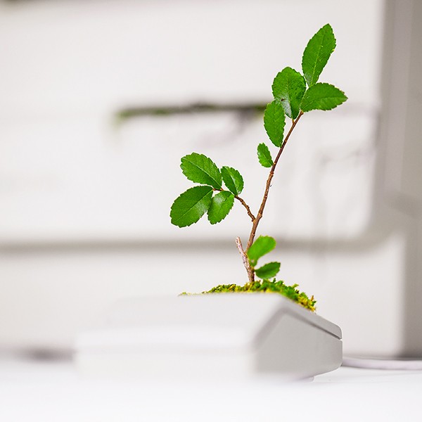 I vecchi modelli della Apple si trasformano in vasi per le piante