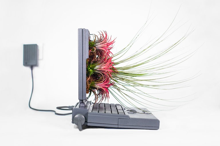Powerbook / 1991 • Tillandsia