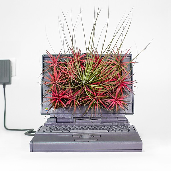 I vecchi modelli della Apple si trasformano in vasi per le piante