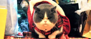 Animali natale