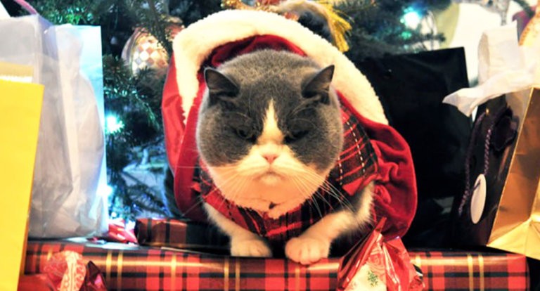 Animali che odiano il Natale e fanno di tutto per sabotarlo