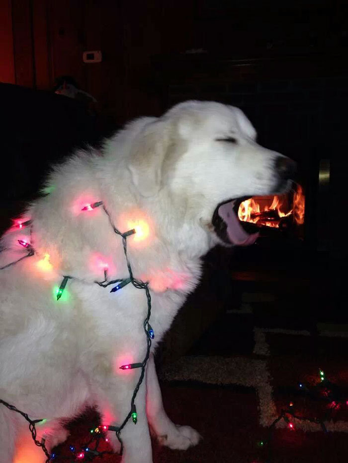Foto via Boredpanda.com