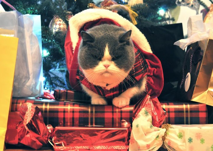 Foto via Boredpanda.com