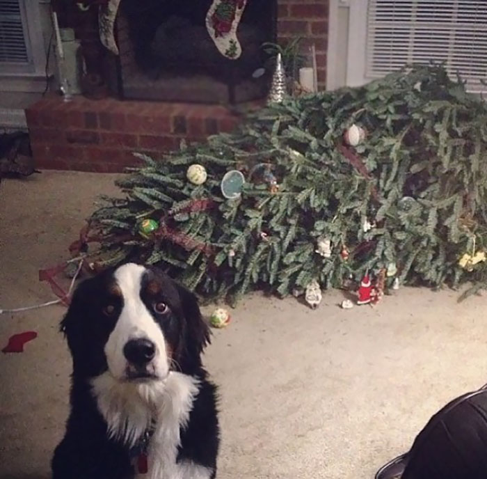 Foto via Boredpanda.com