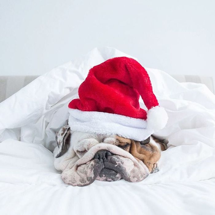 Foto via Boredpanda.com