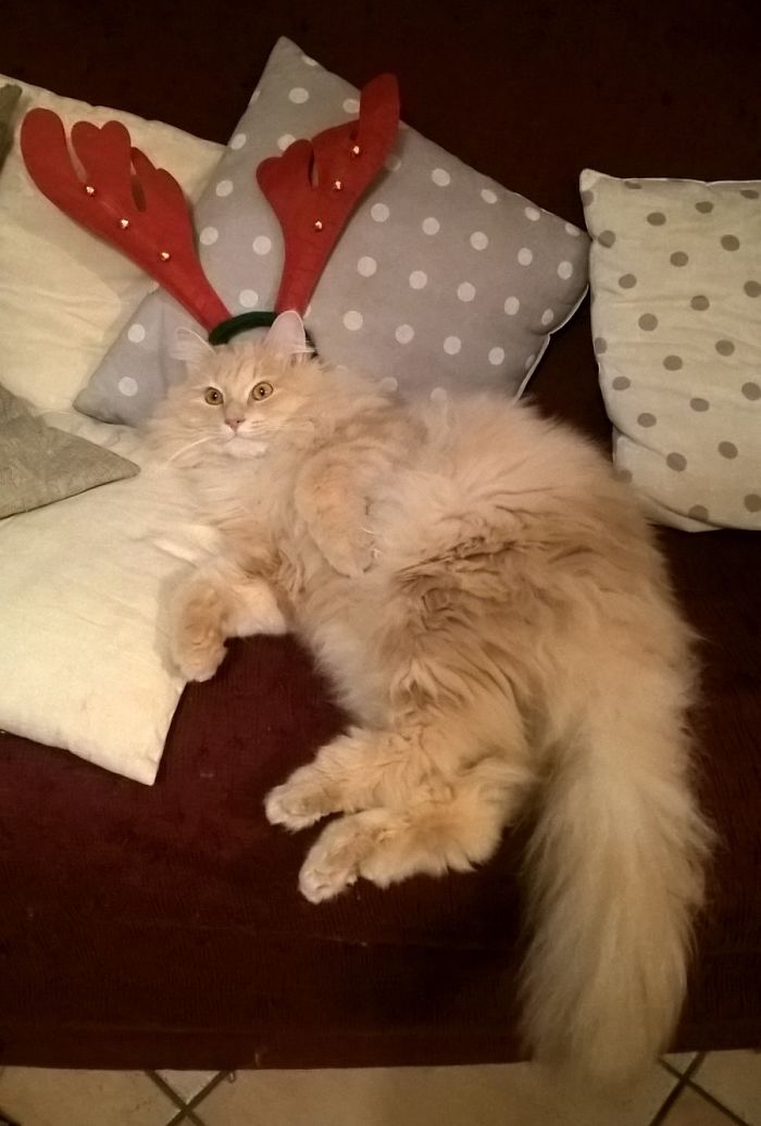 Foto via Boredpanda.com