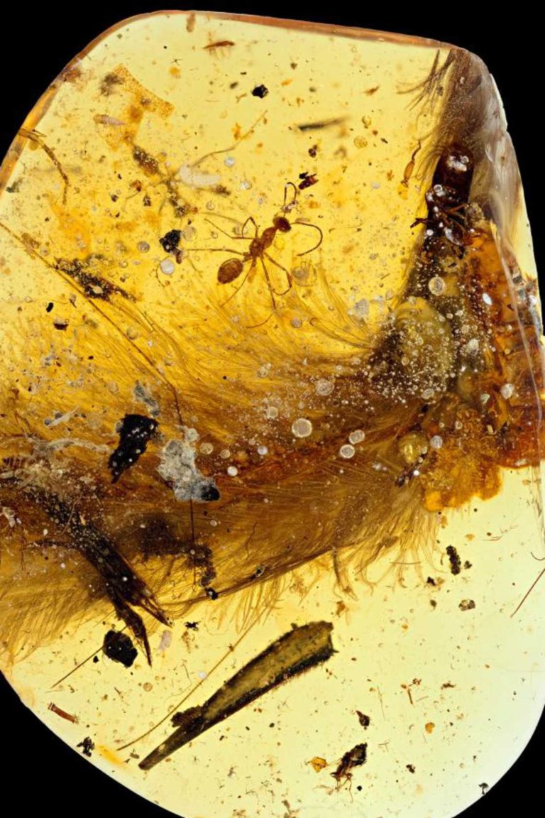 I resti della coda di dinosauro conservata nell'ambra
