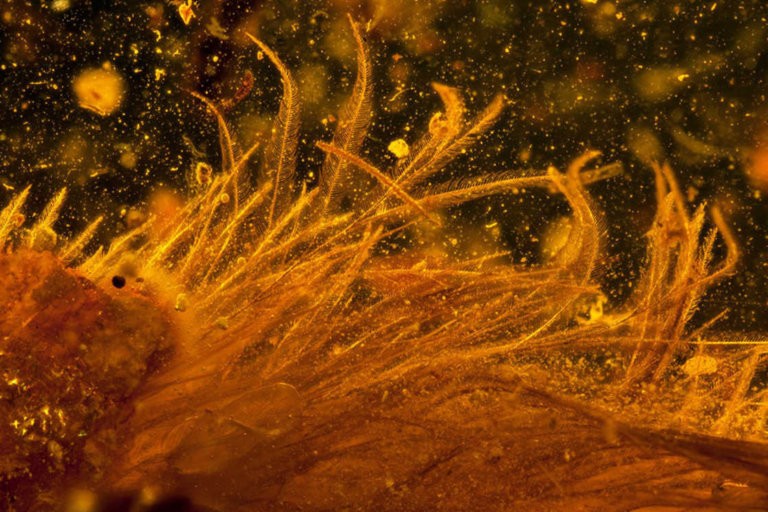 I resti della coda di dinosauro conservata nell'ambra