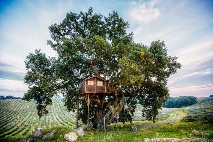 Un vero sogno d'infanzia: una casa sull'albero vicino a un campo coltivato a lavanda, a 8 metri da terra. 44 metri quadri con riscaldamento, letto a baldacchino, bagno con doccia, frigobar e colazione in camera. Una notte in bed and breakfast per due persone costa 390 €.
Visita il sito