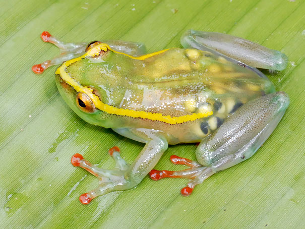 Questo è l’”Hyperolius leucotaenius”, un particolare tipo di rospo. Si pensava fosse una specie del tutto estinta, in realtà alcuni esemplari sono stati ritrovati presso il fiume Elila, nella Repubblica Democratica del Congo. [VIA]