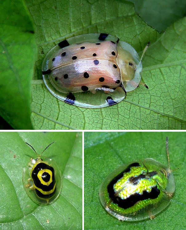 La Cassidinae, rinominata in inglese anche “Tortoise beetle” non è completamente trasparente. Questo guscio interno la aiuta a mimetizzarsi meglio tra la vegetazione e le permette di ingannare potenziali predatori. È particolarmente diffusa nei terreni agricoli americani e canadesi.  [VIA]