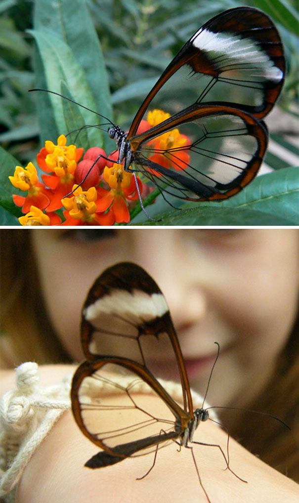 La cosiddetta “farfalla di vetro” o "Greta oto Geyer". La farfalla, detta glasswinged (ali di vetro) in inglese, ha ali trasparenti che la rendono difficile da seguire per gli uccelli predatori. I bordi opachi delle sue ali sono marrone scuro a volte con striature rosse o arancioni.
L'apertura alare è compresa tra 5,6 e 6,1 cm. 
[VIA]