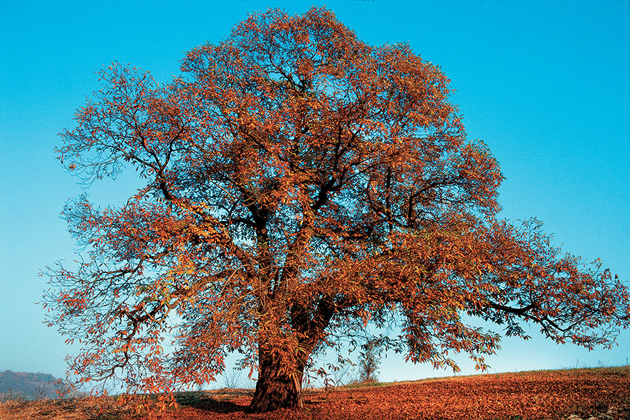 Foto di Carlo Avataneo