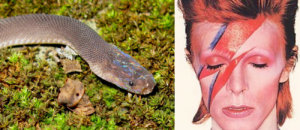 Bowie snake